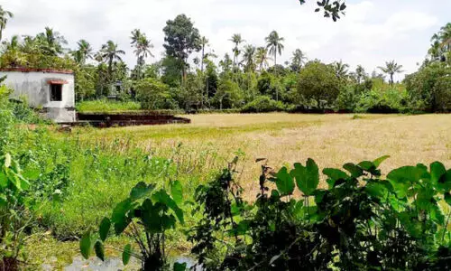 ആ​ളൂ​ര്‍ ക​ദ​ളി​ച്ചി​റ​യു​ടെ ക​ര​യി​ല്‍ ഫ​ല​വൃ​ക്ഷ​ത്തൈ ന​ഴ്‌​സ​റി ഒ​രു​ക്കു​ന്നു