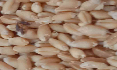 റേഷൻ വിതരണത്തിനെത്തുന്ന ഗോതമ്പ് ഭക്ഷ്യയോഗ്യമല്ലെന്ന്