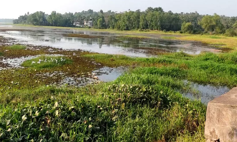 പഞ്ചായത്ത് അധികൃതരുടെ അനാസ്ഥ; പോളച്ചിറ ഏലയിൽ കൃഷി മുടങ്ങി പഞ്ചായത്ത് അധികൃതരുടെ അനാസ്ഥ; പോളച്ചിറ ഏലയിൽ കൃഷി മുടങ്ങി