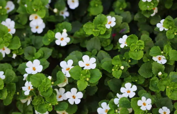 വംശനാശഭീഷണി നേരിടുന്ന സസ്യങ്ങളെ സംരക്ഷിക്കുന്നതിനുള്ള പദ്ധതി പരാജയപ്പെട്ടുവെന്ന് സി.എ.ജി