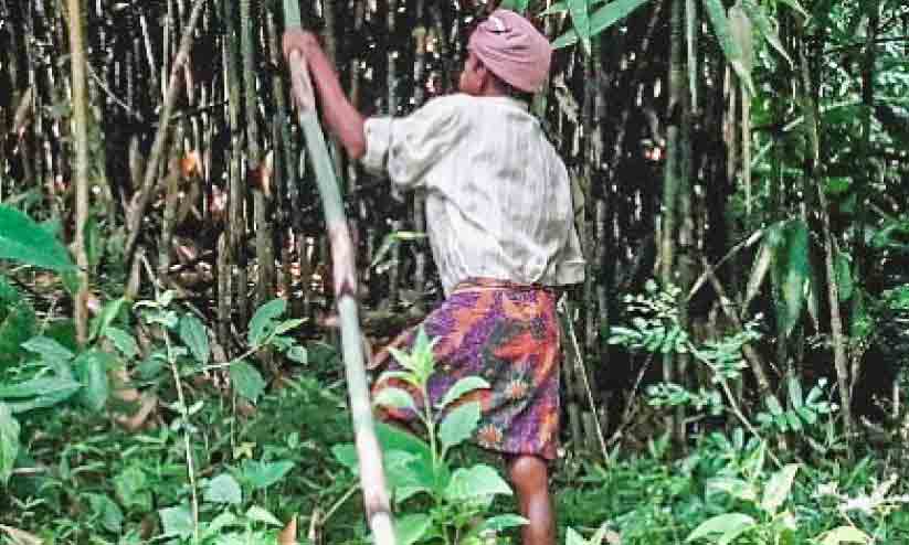 ഈറ്റ ശേഖരണം വിലക്കി വനംവകുപ്പ്; തൊഴിലാളികൾ പ്രതിസന്ധിയിൽ ഈറ്റ ശേഖരണം വിലക്കി വനംവകുപ്പ്; തൊഴിലാളികൾ പ്രതിസന്ധിയിൽ