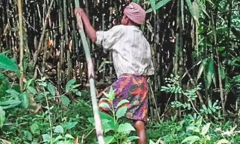 ഈറ്റ ശേഖരണം വിലക്കി വനംവകുപ്പ്; തൊഴിലാളികൾ പ്രതിസന്ധിയിൽ ഈറ്റ ശേഖരണം വിലക്കി വനംവകുപ്പ്; തൊഴിലാളികൾ പ്രതിസന്ധിയിൽ