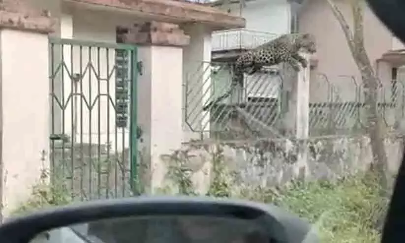 Leopard Leaps Over Fence, Attacks van