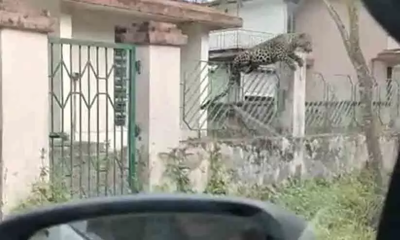 Leopard Leaps Over Fence, Attacks van Leopard Leaps Over Fence, Attacks van