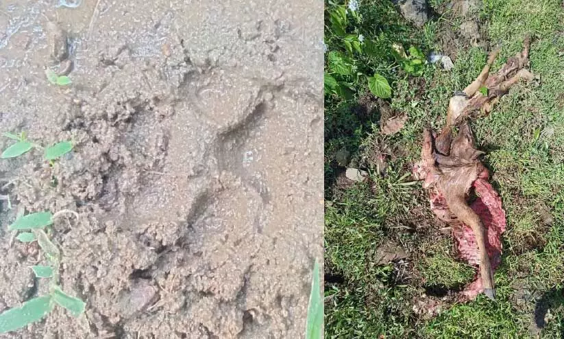 ചെന്നായ് ഭീതിയിൽ ഒരു നാട് ചെന്നായ് ഭീതിയിൽ ഒരു നാട്