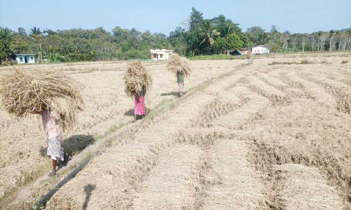 ചേകാടിയിൽ ഗന്ധകശാല കൃഷി കുറയുന്നു