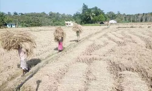 ചേകാടിയിൽ ഗന്ധകശാല കൃഷി കുറയുന്നു