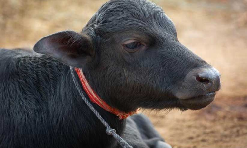 പോ​ത്തി​ൻ​കു​ട്ടി​യു​ടെ വാ​ല​റു​ത്ത സം​ഭ​വം: കേ​സെ​ടു​ക്കാ​തെ പൊ​ലീ​സ്