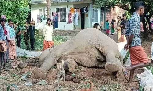 ആറളം ഫാമിൽ കാട്ടാന ചെരിയുന്നത് തുടർക്കഥ