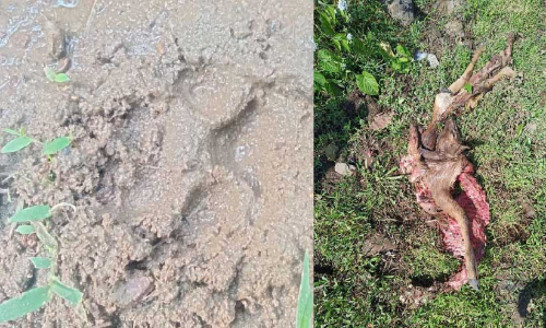 ചെന്നായ് ഭീതിയിൽ ഒരു നാട്