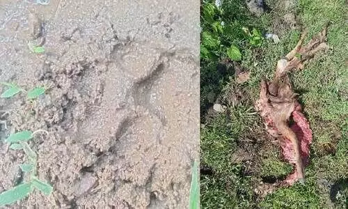 ചെന്നായ് ഭീതിയിൽ ഒരു നാട്