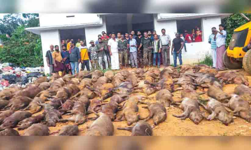 ഒറ്റപ്പാലത്ത് 76 കാട്ടുപന്നികളെ വെടിവെച്ചുകൊന്നു