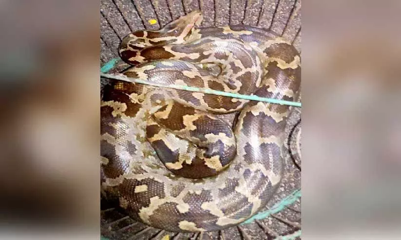 മ​ല​മ്പാ​മ്പി​നെ പി​ടി​കൂ​ടി