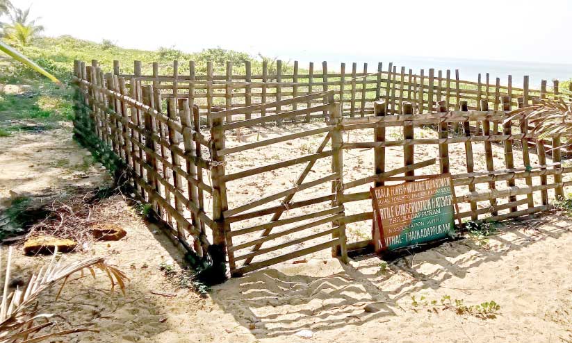 കര മറന്ന് കടലാമകള്; മുട്ടയിടാൻ എത്തുന്നില്ല കര മറന്ന് കടലാമകള്; മുട്ടയിടാൻ എത്തുന്നില്ല