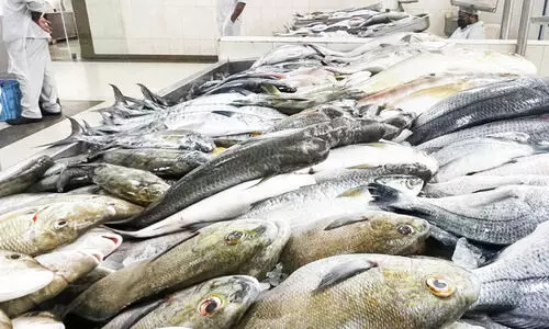 മഴയിലും മത്സ്യവിപണിയില് ന്യായവില മഴയിലും മത്സ്യവിപണിയില് ന്യായവില