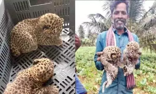 രണ്ട് പുള്ളിപ്പുലിക്കുഞ്ഞുങ്ങൾക്ക് ഗ്രാമീണർ രക്ഷകരായി