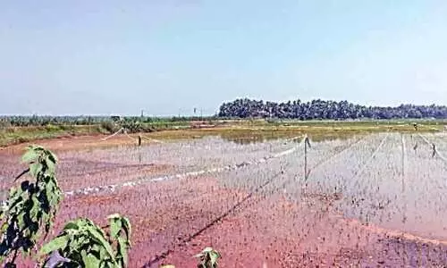 Grey-headed swamphen attack