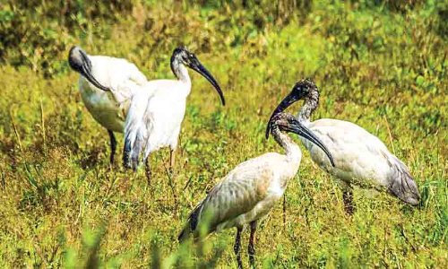 വെ​ള്ള അ​രി​വാ​ൾ കൊ​ക്ക​ന്മാ​ർ