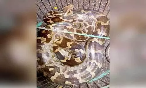 മ​ല​മ്പാ​മ്പി​നെ പി​ടി​കൂ​ടി