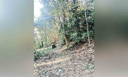 wild elephant attack