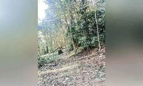 wild elephant attack