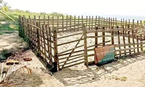 കര മറന്ന് കടലാമകള്‍; മുട്ടയിടാൻ എത്തുന്നില്ല