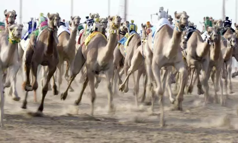 പതിമൂന്ന് ഭാഷകളിൽ ഒട്ടകയോട്ട രഹസ്യങ്ങളുമായി ‘വാം’ പതിമൂന്ന് ഭാഷകളിൽ ഒട്ടകയോട്ട രഹസ്യങ്ങളുമായി ‘വാം’