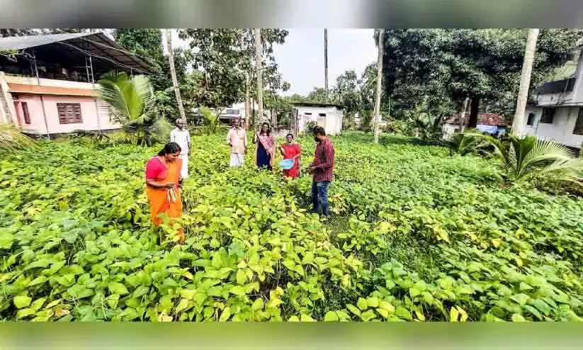 വള്ളികുന്നം ബ്രാൻഡ് തനത് കാർഷിക ഉൽപന്നങ്ങൾ ഓണാട്ടുകര വിപണിയിൽ