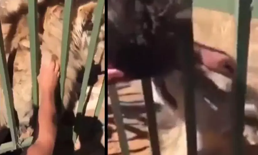 സിംഹക്കൂട്ടിൽ കൈയിട്ട് കുട്ടിക്കളി; കടിച്ചെടുക്കാനാഞ്ഞ് സിംഹം -വൈറൽ വിഡിയോ