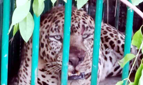 വനംവകുപ്പ് പിടികൂടിയ പുലിയെ കാട്ടിൽ വിട്ടു