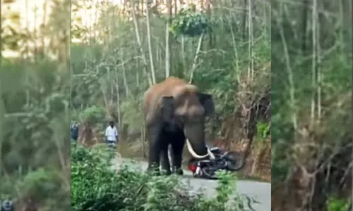padayappa wild elephant