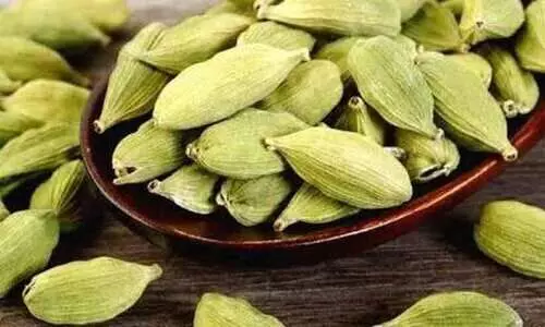 ഏലം വിലയിടിവ്: ഹൈറേഞ്ചിൽ മാന്ദ്യം ഏലം വിലയിടിവ്: ഹൈറേഞ്ചിൽ മാന്ദ്യം