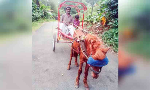 നെടുങ്കണ്ടം ടൗണിൽ ഇനി കുതിര സവാരിയും