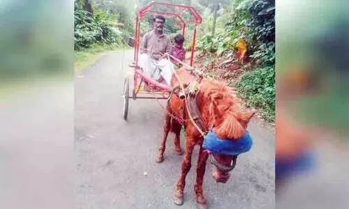 നെടുങ്കണ്ടം ടൗണിൽ ഇനി കുതിര സവാരിയും