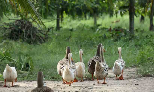 കല്ലറയിലും പക്ഷിപ്പനി സ്ഥിരീകരിച്ചു; 5066 താറാവുകളെ കൊന്നു