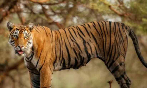 വാകേരിക്കടുത്ത് കടുവയെ അവശനിലയിൽ കണ്ടെത്തി