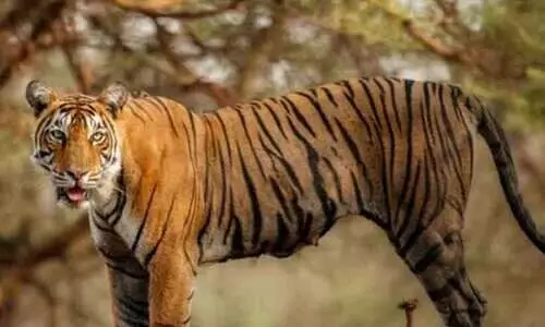 വാകേരിക്കടുത്ത് കടുവയെ അവശനിലയിൽ കണ്ടെത്തി