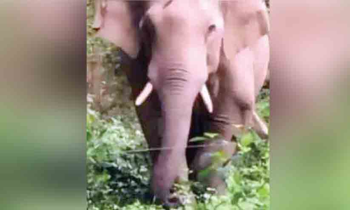 ‘പി.ടി 7’നെ തുരത്തൽ നീളുന്നു; പ്രതിഷേധവുമായി നാട്ടുകാർ