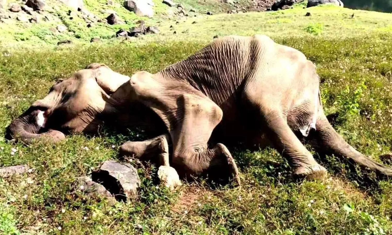 ചിമ്മിനി വനത്തിൽ കാട്ടാന ചെരിഞ്ഞു