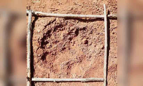 വട്ടക്കയം മീന്തേരിയിൽ കടുവ സാന്നിധ്യമെന്ന് ആശങ്ക