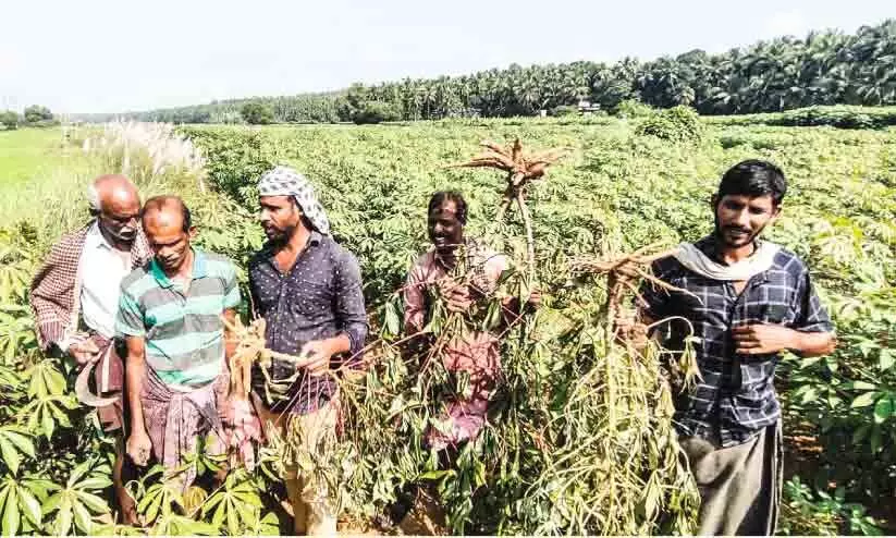 Wild boar Farmers in distress Wild boar Farmers in distress