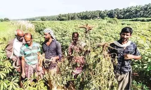 Wild boar Farmers in distress Wild boar Farmers in distress