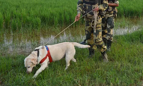 ബി.എസ്.എഫിന്‍റെ നായ ഗർഭം ധരിച്ചു; അന്വേഷണത്തിന് ഉത്തരവിട്ട് സൈനിക കോടതി