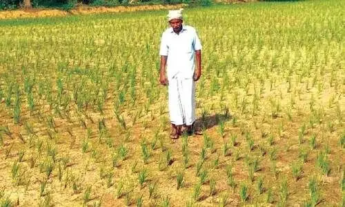 ക​നാ​ൽ​വെ​ള്ള​മെ​ത്തി​യി​ല്ല; കോ​ട്ടാ​യി​യി​ൽ 10 ഏ​ക്ക​ർ  നെ​ൽ​കൃ​ഷി ഉ​ണ​ക്ക​ത്തി​ൽ