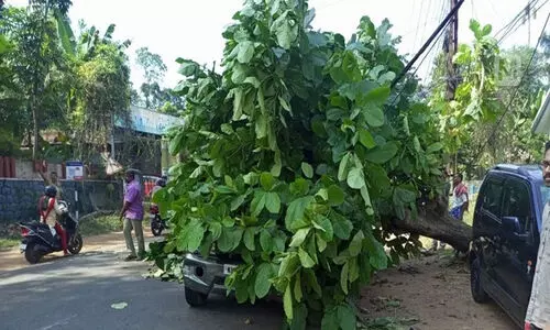ഓടിക്കൊണ്ടിരുന്ന കാറിന് മുകളിലേക്ക് മരം വീണു; യാത്രക്കാര്‍ അത്ഭുതകരമായി രക്ഷപ്പെട്ടു