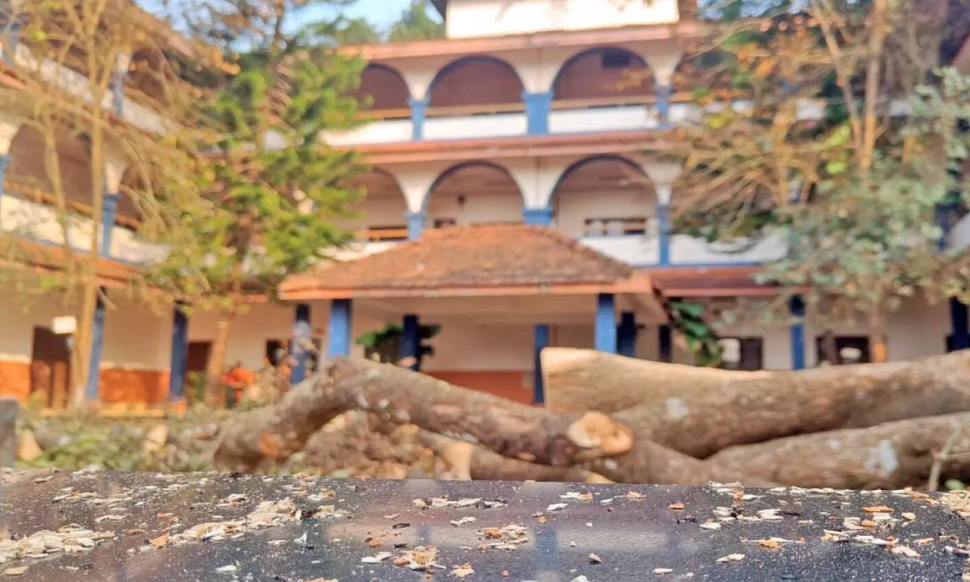 പാലോറയിലെ തണൽമരങ്ങൾ ഇനി ഓർമ; വ്യാപക പ്രതിഷേധം