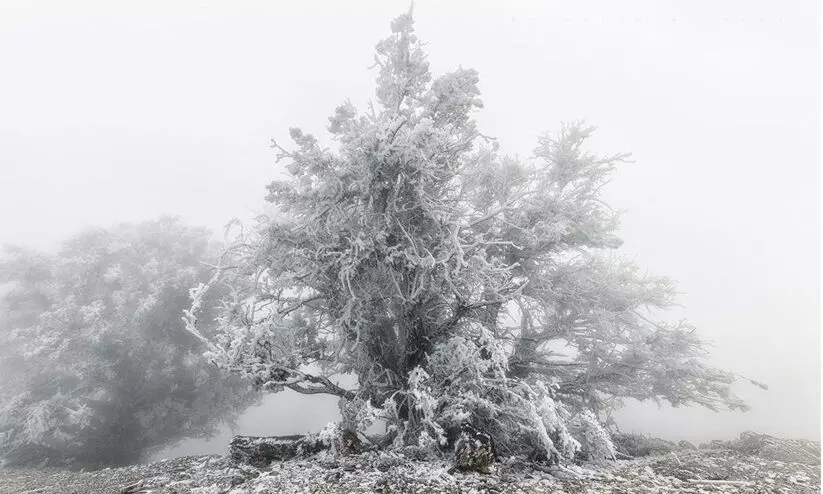 മഞ്ഞ് പെയ്യുന്നു; ജബൽ ശംസിലേക്ക് സഞ്ചാരികളുടെ ഒഴുക്ക് മഞ്ഞ് പെയ്യുന്നു; ജബൽ ശംസിലേക്ക് സഞ്ചാരികളുടെ ഒഴുക്ക്
