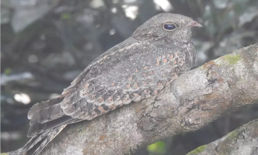 സൈലന്റ്‍വാലിയിൽ 17 ഇനം പക്ഷികൾകൂടി