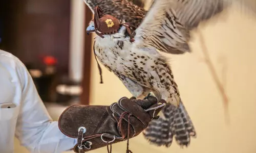 ഇ​നി ആ​വേ​ശം ‘പ​റ​പ​റ​ക്കും’...; ഇ​ന്റ​ർ​നാ​ഷ​ന​ൽ ഫാ​ൽ​ക്ക​ൺ​സ് ഫെ​സ്റ്റി​വ​ലി​ന് തു​ട​ക്ക​മാ​യി