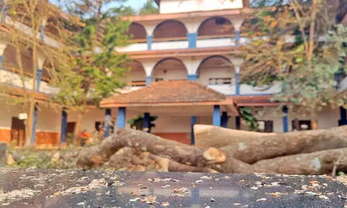 പാലോറയിലെ തണൽമരങ്ങൾ ഇനി ഓർമ; വ്യാപക പ്രതിഷേധം